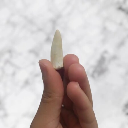 Dent Enchodus libycus 3,2cm x 1,1cm x 0,8cm