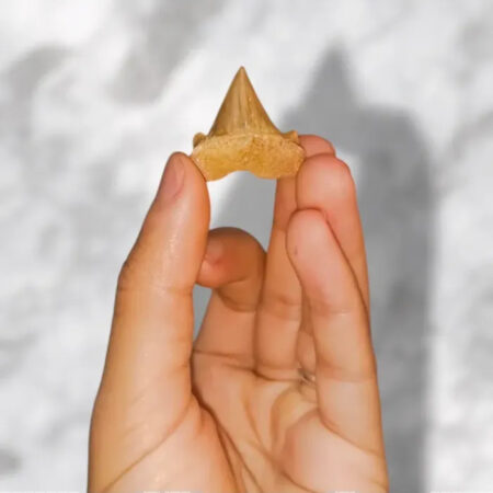 Dent de requin Cretolamna appendiculata 2,9cm x 2,6cm x 0,9cm