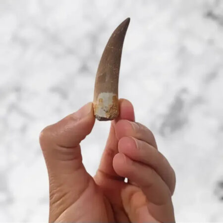 Dent de Zarafasaura Oceanis 5,5cm x 1,4cm x 1,3cm