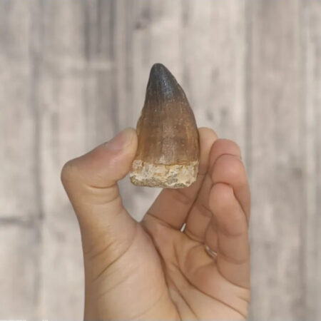 Dent de Mosasaurus Prognathodon anceps 5,1 cm x 2,9 cm x 2,1cm