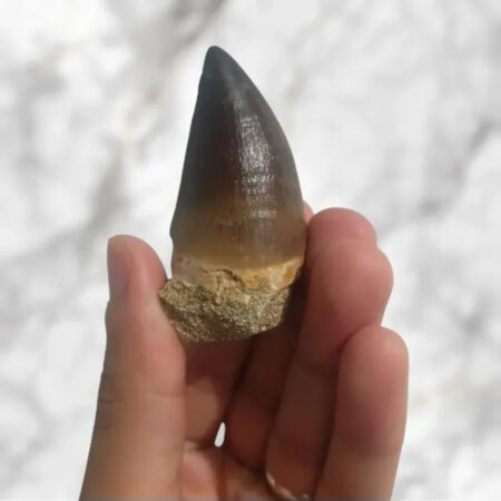 Dent de Mosasaurus Prognathodon anceps 5,4cm x 2,8cm x 2,2cm