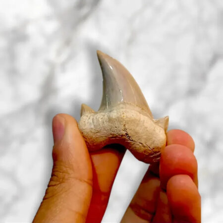 Dent de requin fossile Otodus obliquus 4.2cm x 3.8cm x 1.3cm