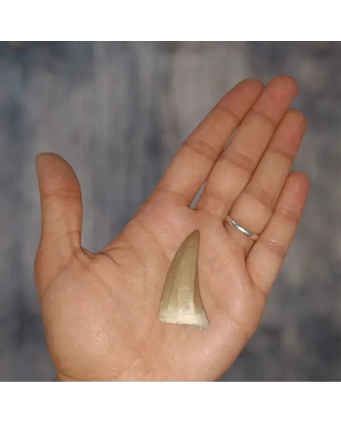 Dent de Mosasaurus baugei 4,5cm x 2,2cm x 1,5cm