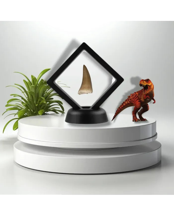 Dent de Mosasaurus baugei 4,5cm x 2,2cm x 1,5cm