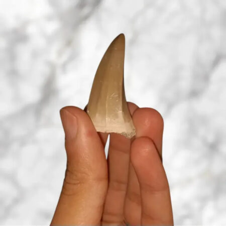 Dent de Mosasaurus baugei 4,5cm x 2,2cm x 1,5cm