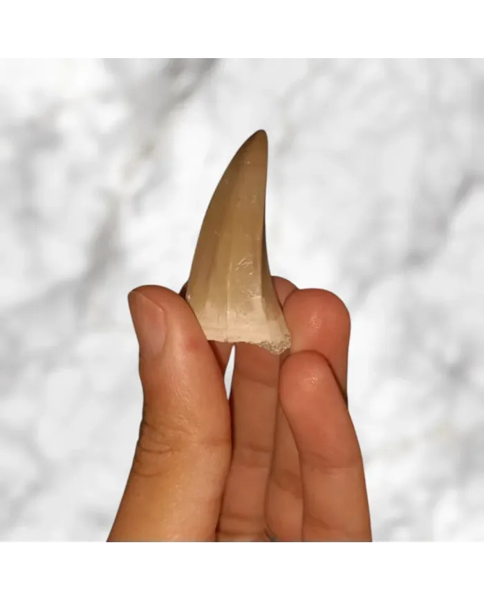 Dent de Mosasaurus baugei 4,5cm x 2,2cm x 1,5cm