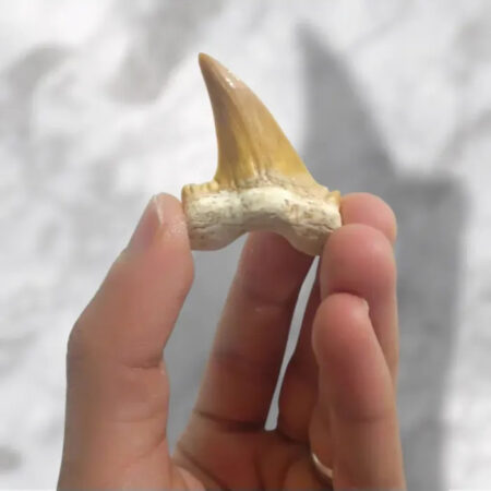 Dent de requin Otodus obliquus 3,6cm x 3,2cm x 0,9cm