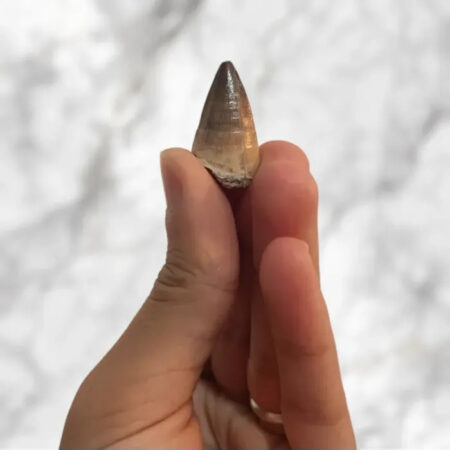 Dent de Mosasaurus Prognathodon anceps 2,8cm x 1,6cm x 1,1cm