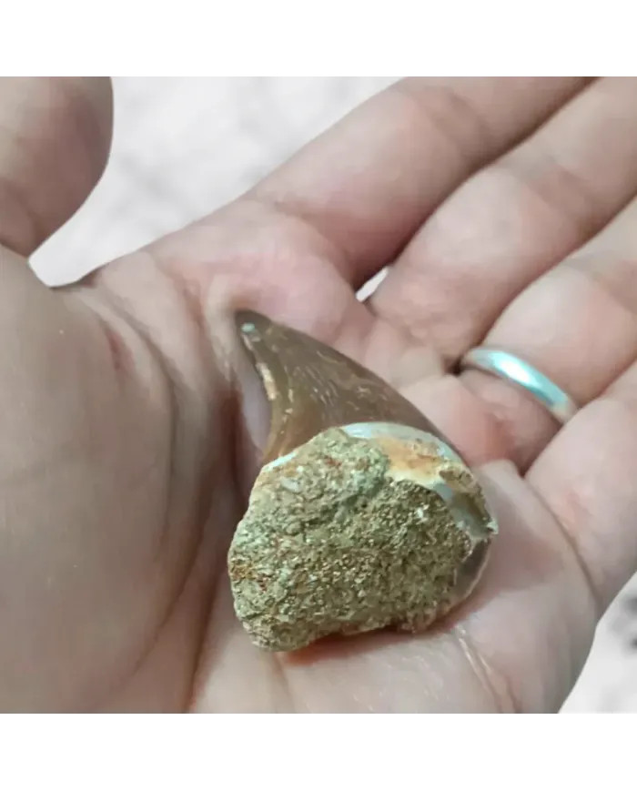 Dent de Mosasaurus Prognathodon anceps 4,6cm x 2,6cm x 2,1cm