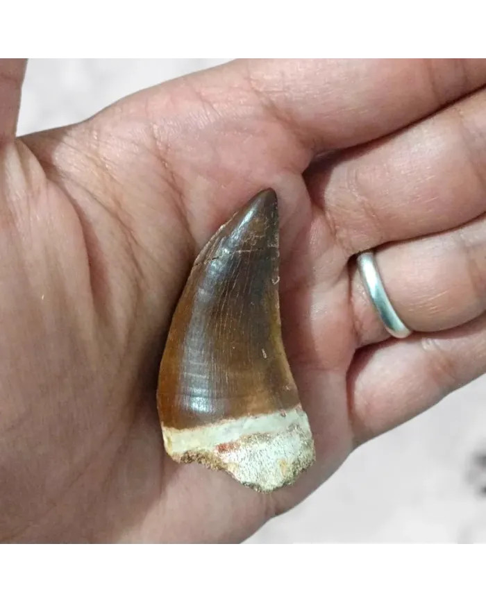 Dent de Mosasaurus Prognathodon anceps 4,6cm x 2,6cm x 2,1cm