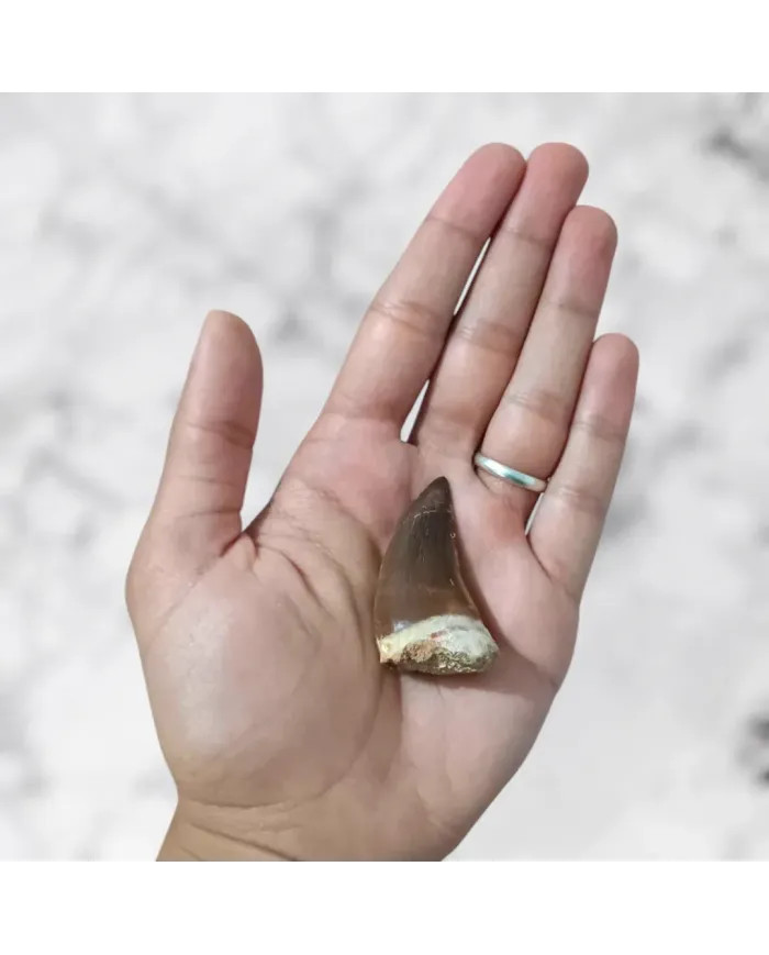 Dent de Mosasaurus Prognathodon anceps 4,6cm x 2,6cm x 2,1cm