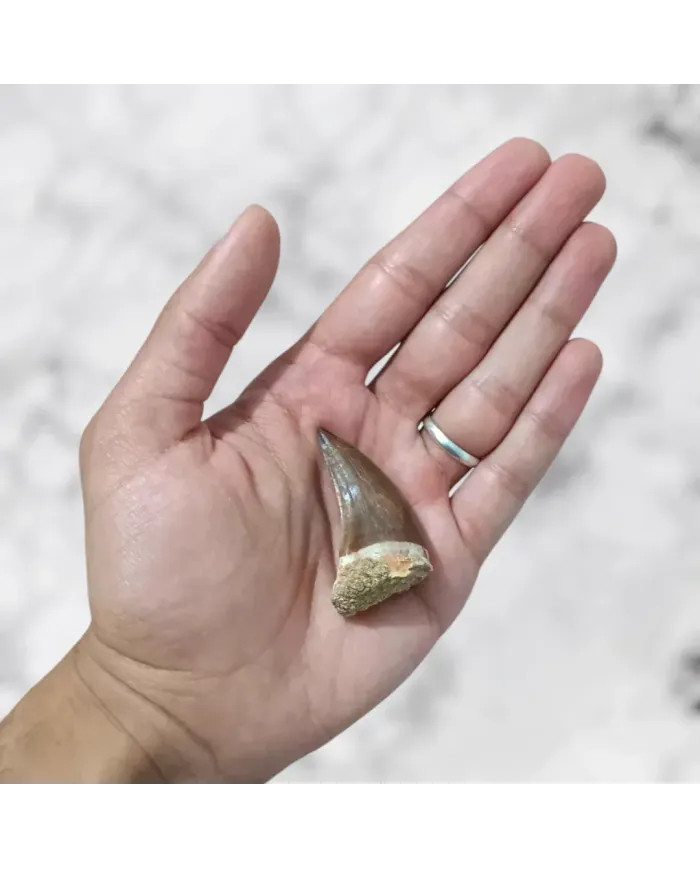 Dent de Mosasaurus Prognathodon anceps 4,6cm x 2,6cm x 2,1cm