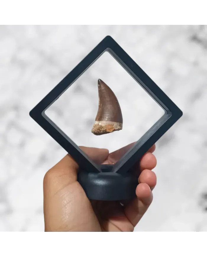 Dent de Mosasaurus Prognathodon anceps 4,6cm x 2,6cm x 2,1cm