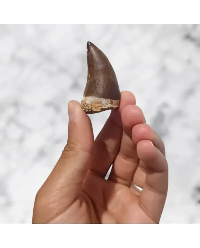 Dent de Mosasaurus Prognathodon anceps 4,6cm x 2,6cm x 2,1cm