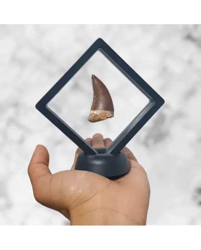 Dent de Mosasaurus Prognathodon anceps 4,6cm x 2,6cm x 2,1cm