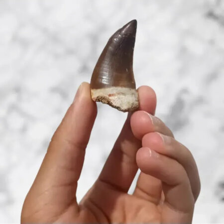 Dent de Mosasaurus Prognathodon anceps 4,6cm x 2,6cm x 2,1cm