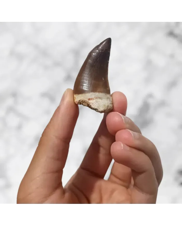 Dent de Mosasaurus Prognathodon anceps 4,6cm x 2,6cm x 2,1cm