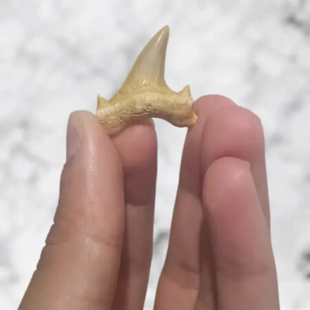 Dent de requin Otodus obliquus 2,9cm x 2,6cm x 0,8cm