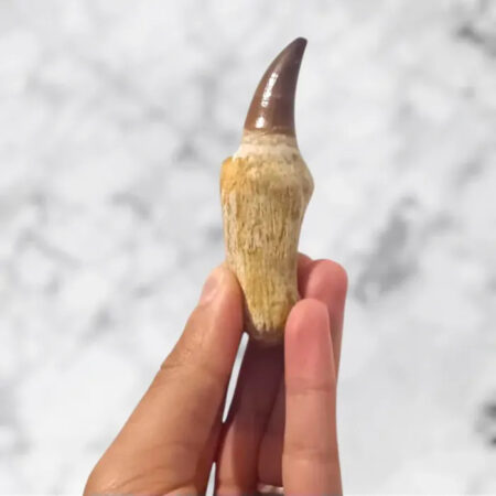 Dent de Mosasaurus Prognathodon anceps 8,5 cm x 2,6 cm x 2,3 cm