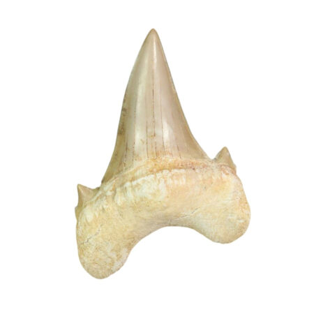 Dents de otodus obliquus en vente gros