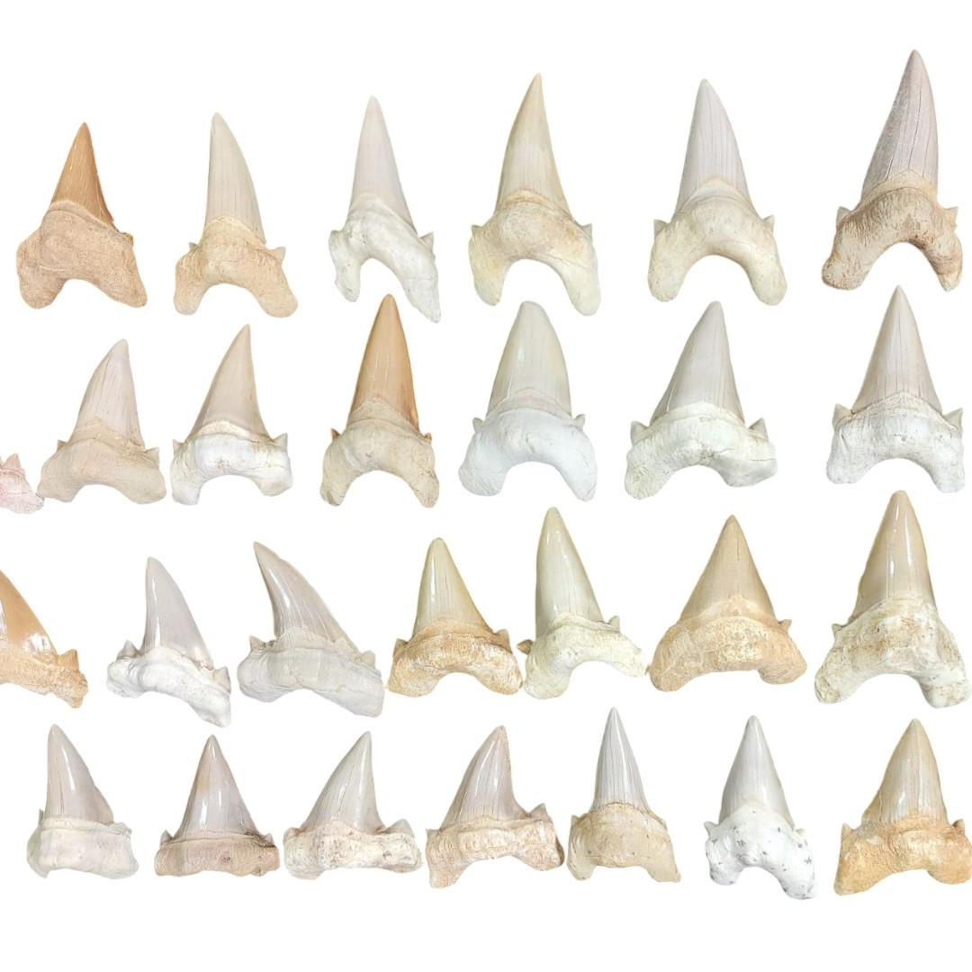 Dents de otodus obliquus en vente gros