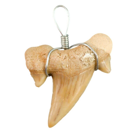 Pendentif dent de requin Otodus Obliquus sans Cordon - Taille XS 2-4 cm