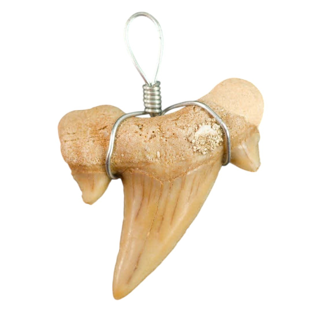 Pendentif dent de requin Otodus Obliquus sans Cordon - Taille XS 2-4 cm