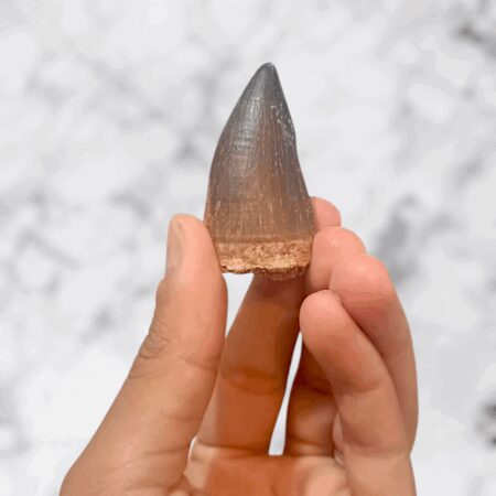 Dent de Mosasaurus Prognathodon anceps 5,1cm x 2,5cm x 2,2cm