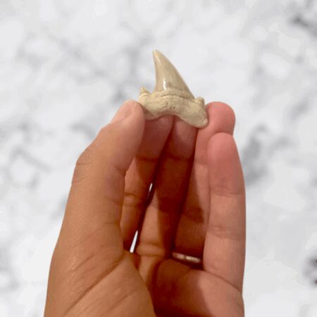 Dent de requin Otodus obliquus 2,8cm x 3,0cm x 0,8cm