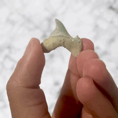 Dent requin Otodus obliquus pathologic 2,0cm x 2,5cm x 0,5cm