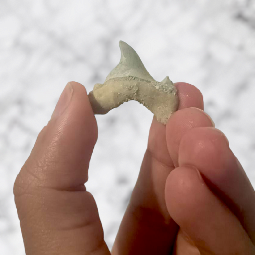 Dent requin Otodus obliquus pathologic 2,0cm x 2,5cm x 0,5cm