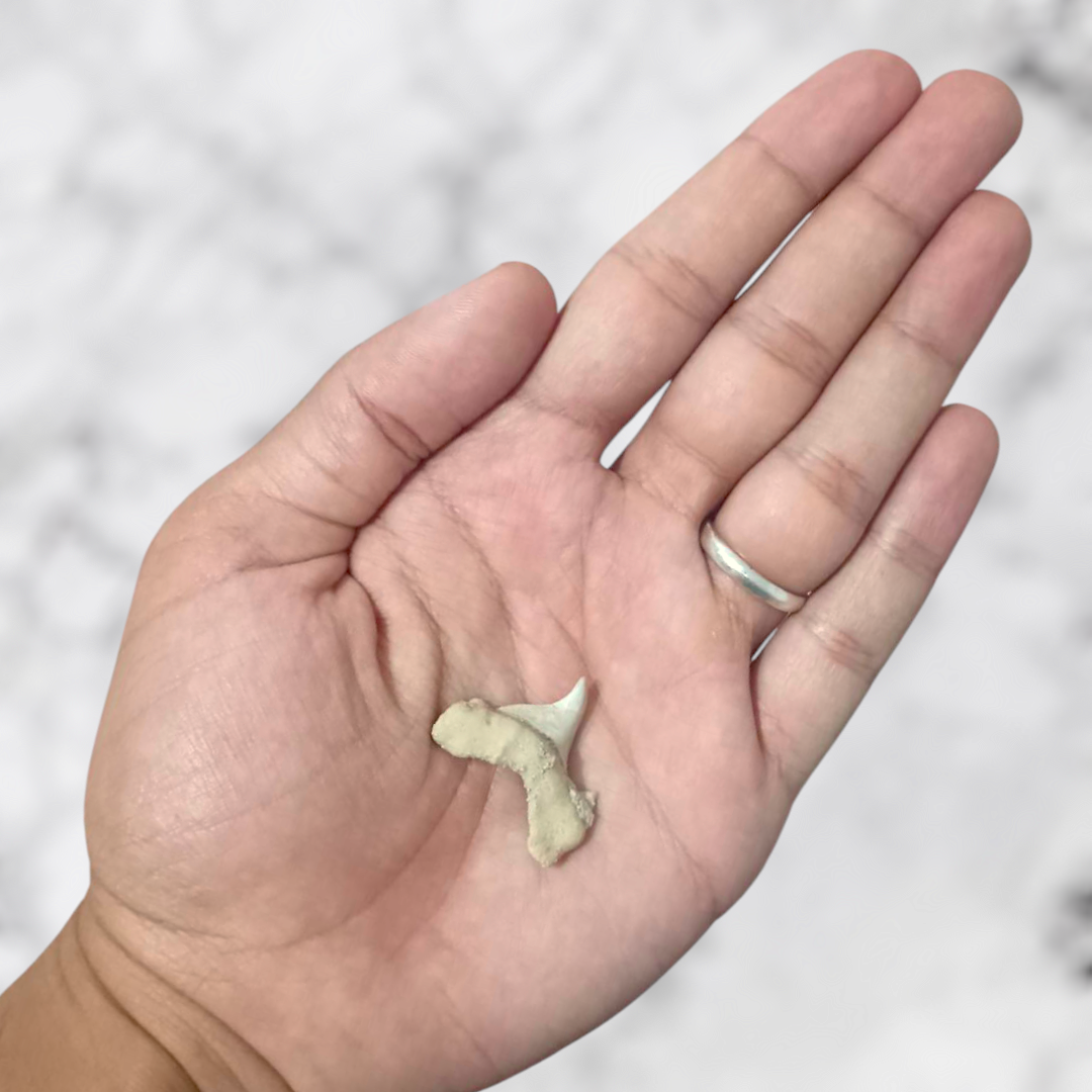 Dent requin Otodus obliquus pathologic 2,0cm x 2,5cm x 0,5cm