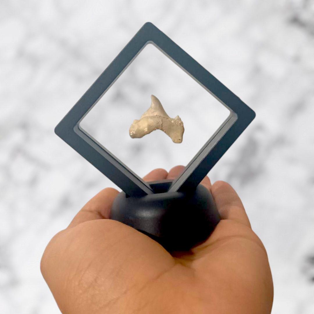 Dent requin Otodus obliquus pathologic 2,0cm x 2,5cm x 0,5cm