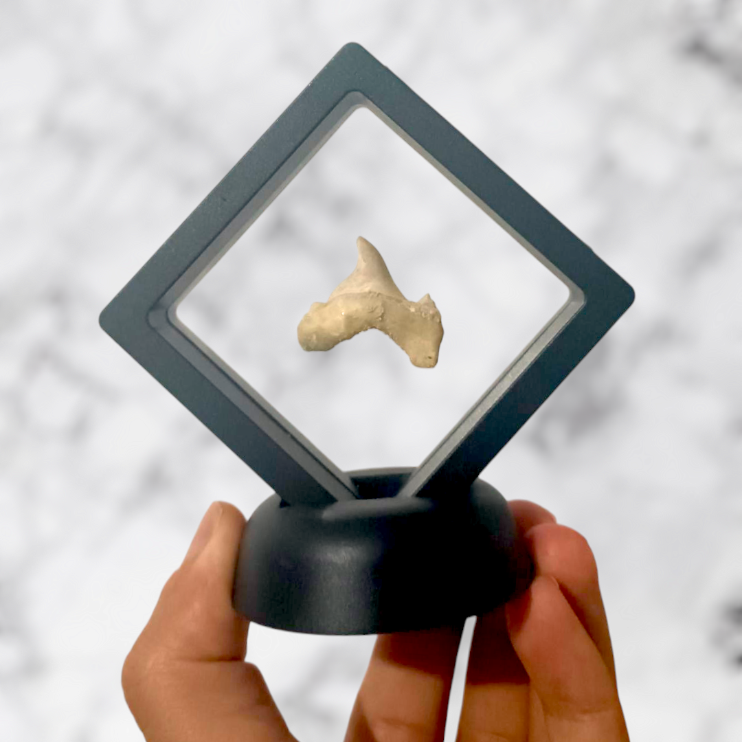 Dent requin Otodus obliquus pathologic 2,0cm x 2,5cm x 0,5cm