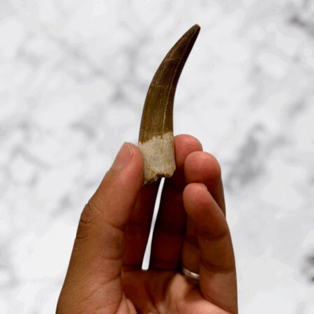 Dent de Plesiosaure Zarafasaura oceanis 6,7 cm de long x 1,7 cm