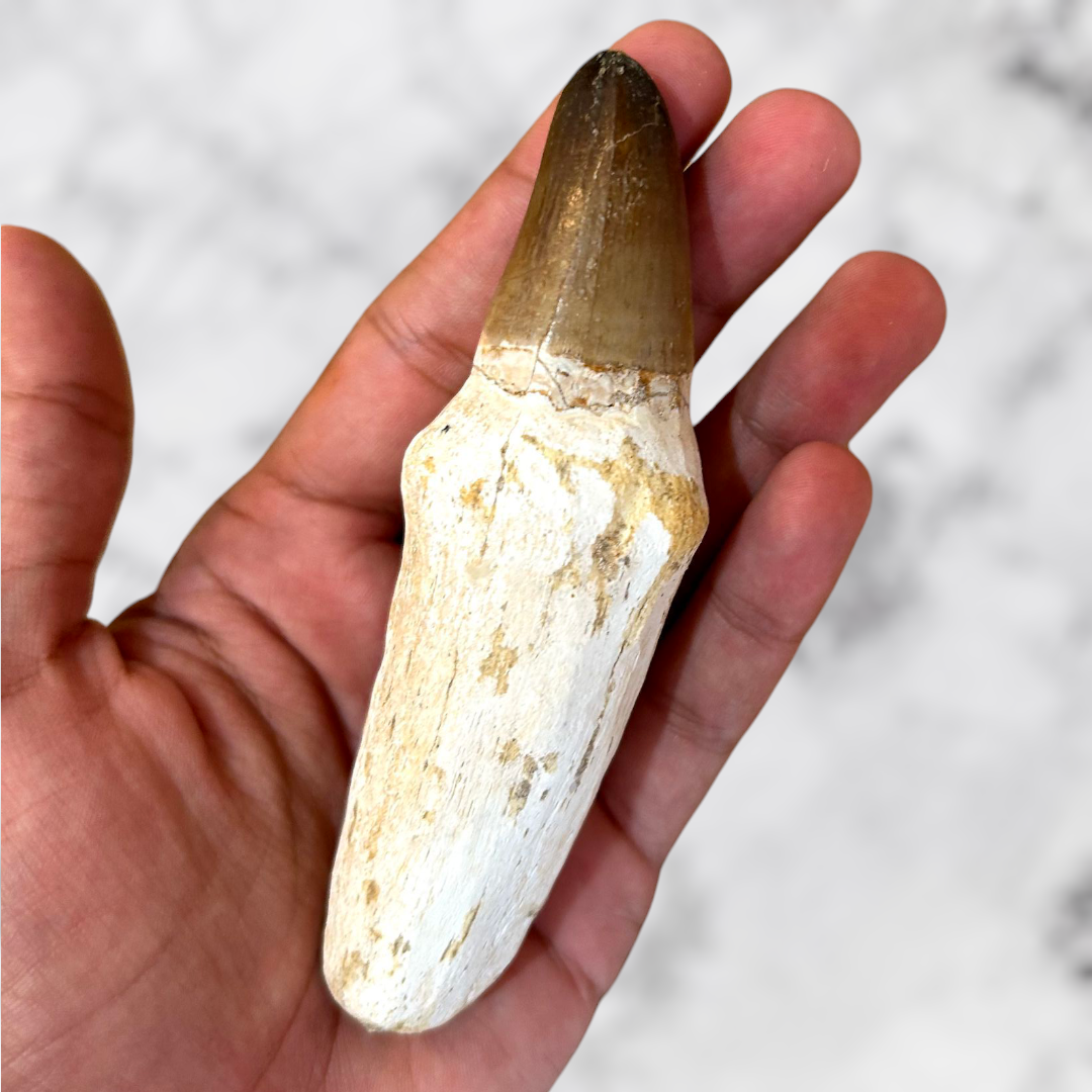 Grande Dent de Mosasaure 11 cm avec Cadre Noir