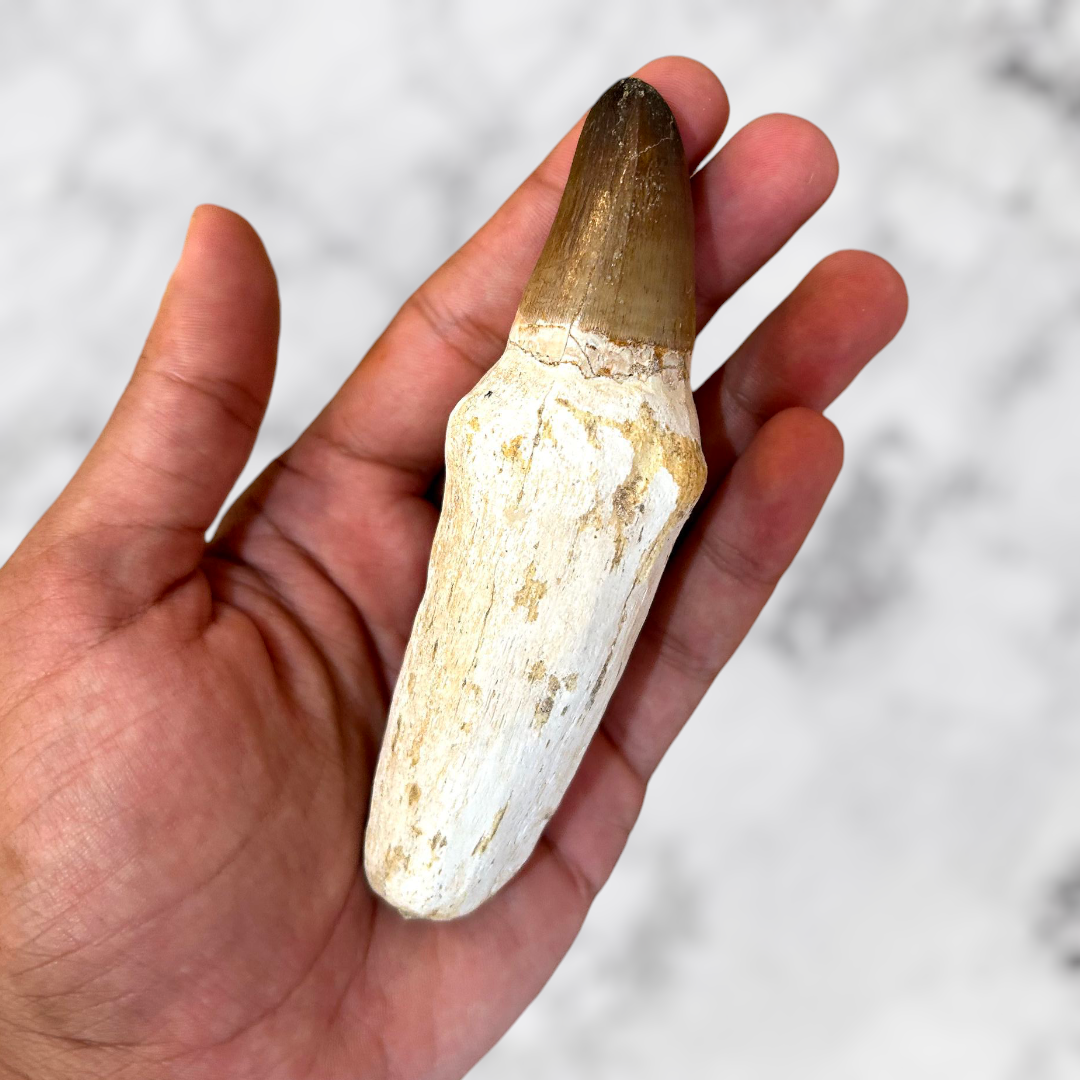 Grande Dent de Mosasaure 11 cm avec Cadre Noir