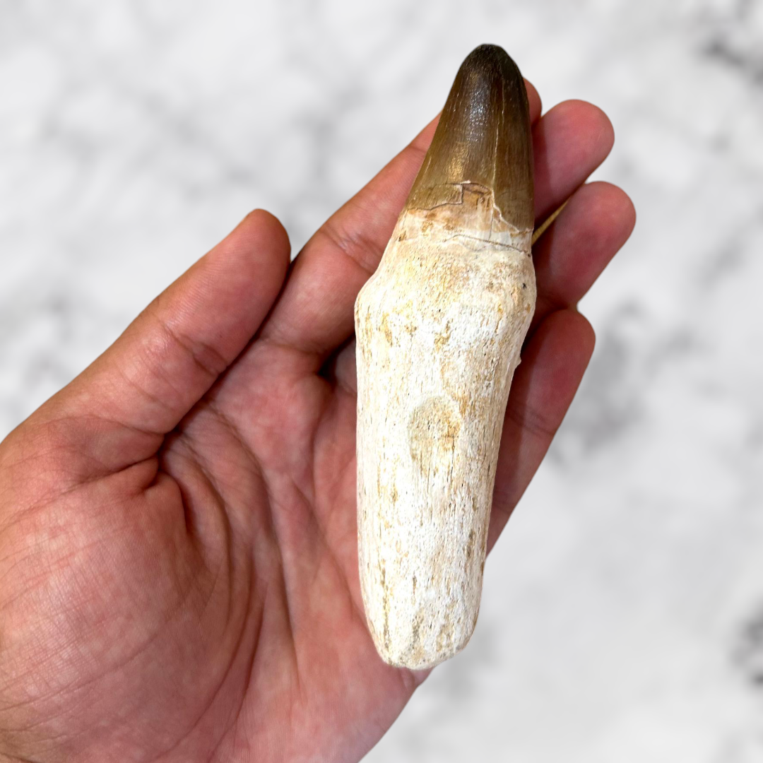 Grande Dent de Mosasaure 11 cm avec Cadre Noir