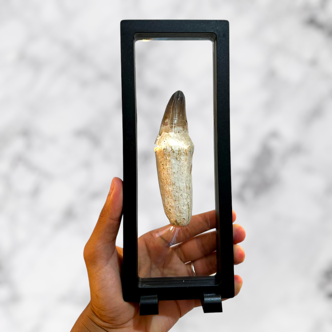 Grande Dent de Mosasaure 11 cm avec Cadre Noir