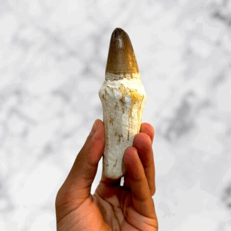 Grande Dent de Mosasaure 11 cm avec Cadre Noir