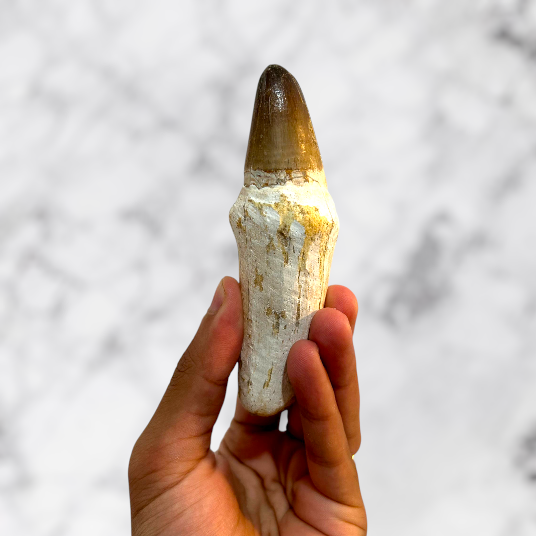 Grande Dent de Mosasaure 11 cm avec Cadre Noir