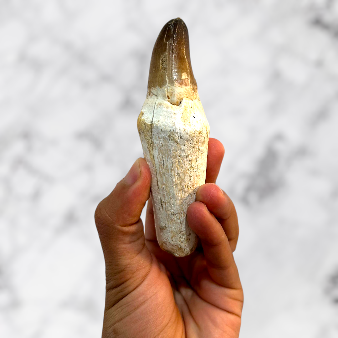 Grande Dent de Mosasaure 11 cm avec Cadre Noir