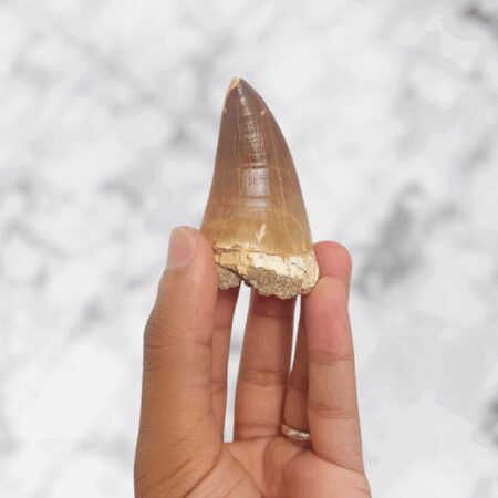 Dent authentique de Mosasaure Prognathodon – 6,1 × 4,0 × 3,0 cm – 44 g