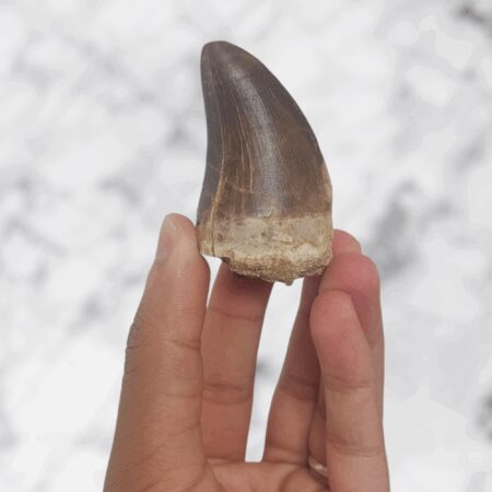 Dent de Mosasaure Prognathodon 6,1cm