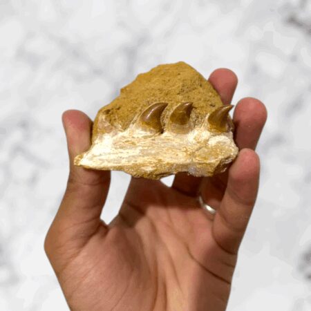 Mâchoire Fossile Authentique de Mosasaure