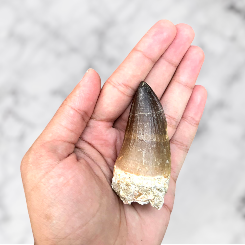 Dent de Mosasaure Prognathodon anceps 6,9 x 3,2 x 2,8 cm