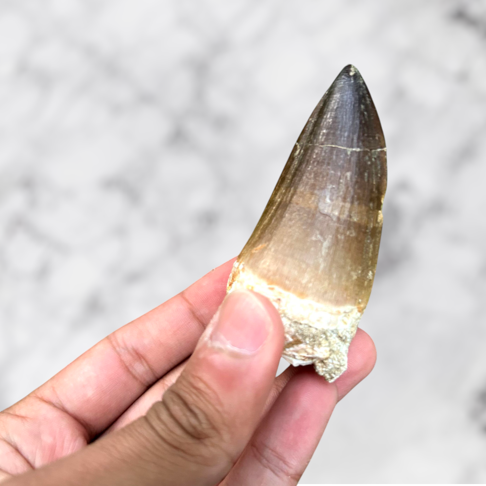 Dent de Mosasaure Prognathodon anceps 6,9 x 3,2 x 2,8 cm