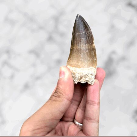 Dent de Mosasaure Prognathodon anceps 6,9 x 3,2 x 2,8 cm