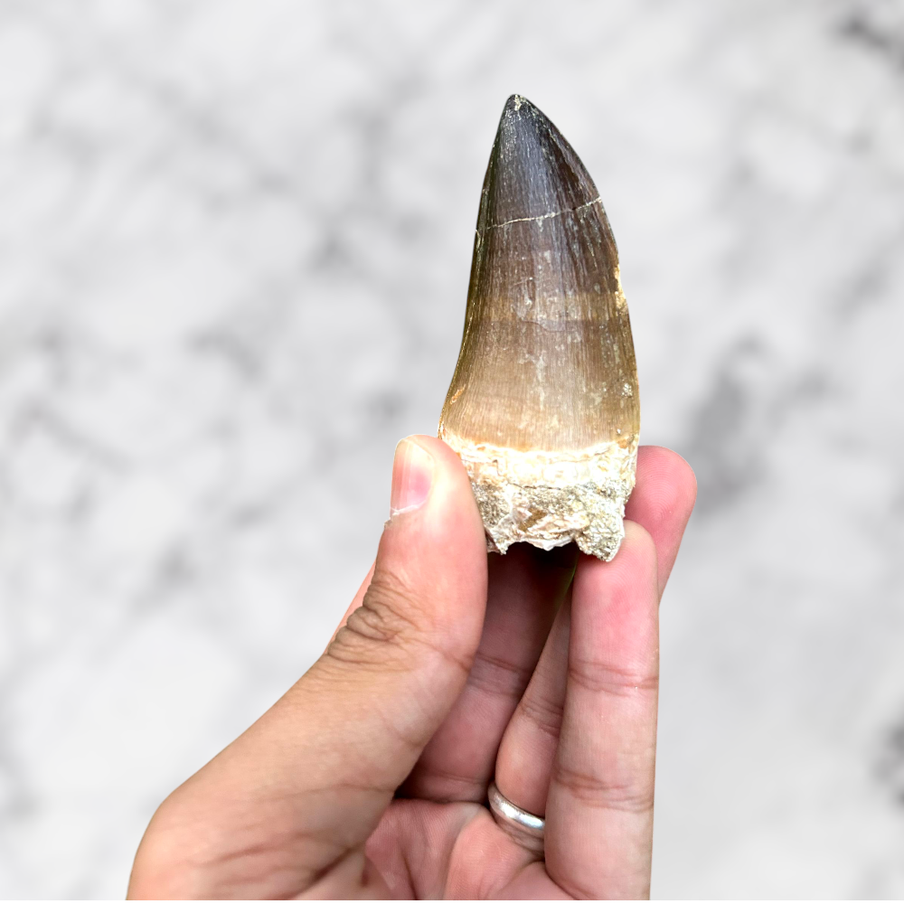 Dent de Mosasaure Prognathodon anceps 6,9 x 3,2 x 2,8 cm