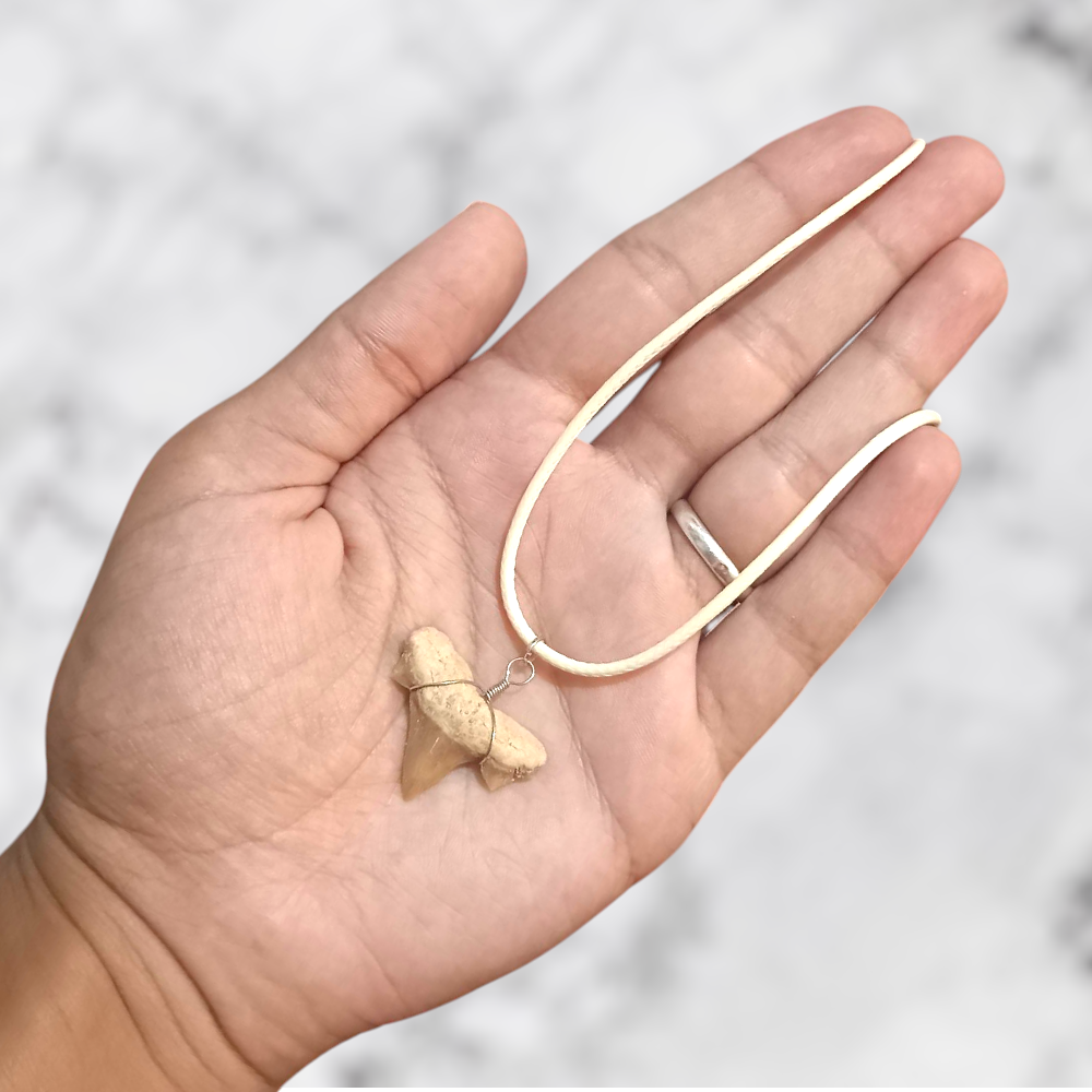 Collier Dent de Requin Crétolamna